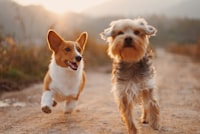 Dos Chihuahuas mascots
