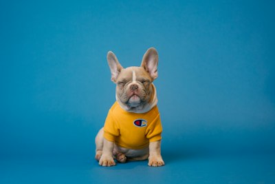 Chihuahua dog mascot