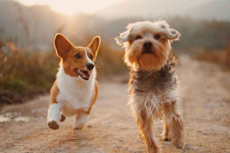 Dogs playing - our mascots inspiration